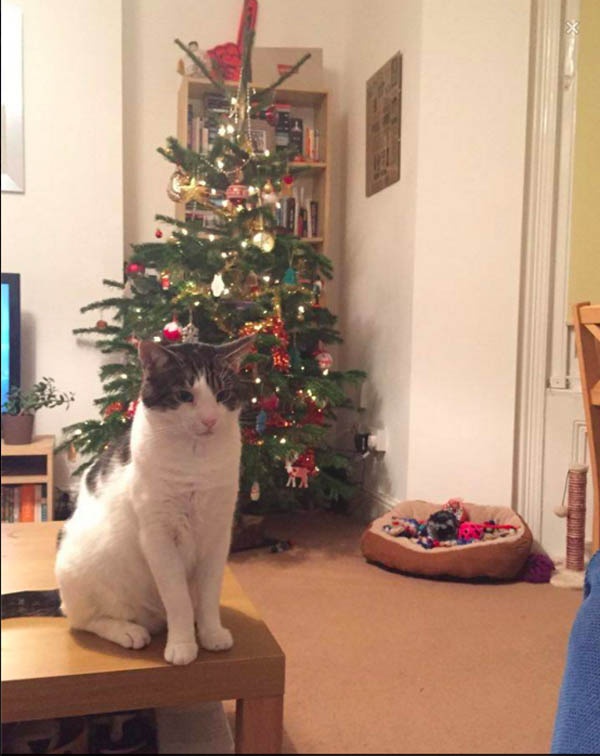 貓咪收到聖誕包裹無法簽收因為：沒有身分證不能領