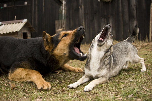 寵毛網／養兩隻狗狗有助於減緩分離焦慮症嗎？