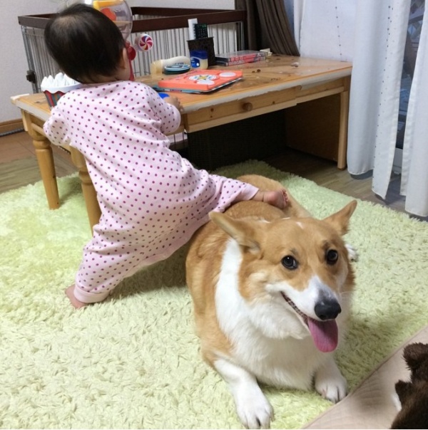 寵毛網/ 吃喝玩樂在一起　柯基犬Ayako與妹妹的幸福日常