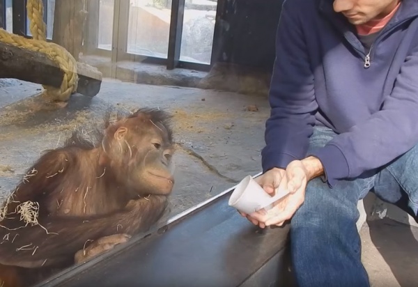 寵毛網/ 【怎麼不見了】初見魔術的紅毛猩猩　反應超驚喜！