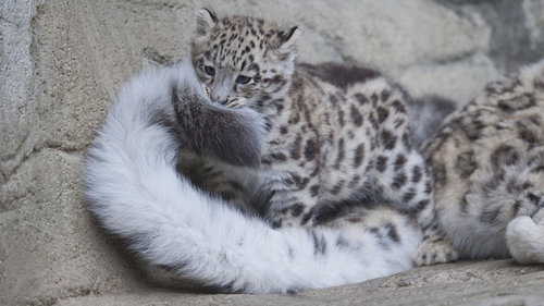 美麗的雪豹身上　竟然有個傲視全貓科動物的部位？