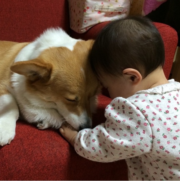 寵毛網/ 吃喝玩樂在一起　柯基犬Ayako與妹妹的幸福日常