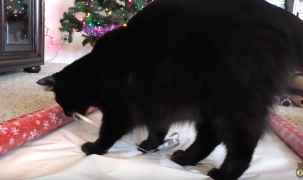 【你們這些小魂旦！】歪果貓奴組聖誕樹　貓咪一旁幫倒忙！