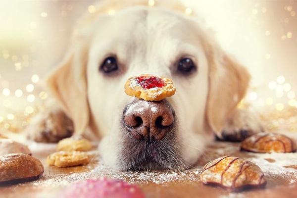 【溫暖療癒】讓聖誕黃金獵犬為您揭開冬天與聖誕節的序幕吧