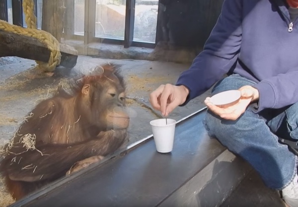 寵毛網/ 【怎麼不見了】初見魔術的紅毛猩猩　反應超驚喜！