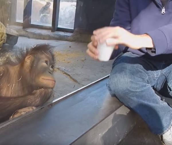 寵毛網/ 【怎麼不見了】初見魔術的紅毛猩猩　反應超驚喜！