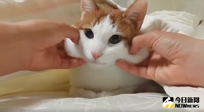 ▲主人狂捏嘴邊肉，小貓放空沒反應。（圖／翻攝自臉書）