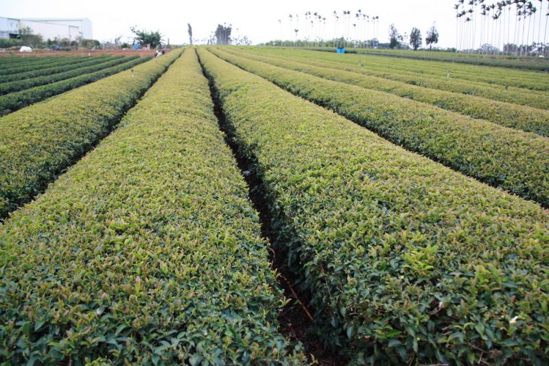 ▲不知春茶出現偏黃顯示受到寒害。（記者扶小萍攝）