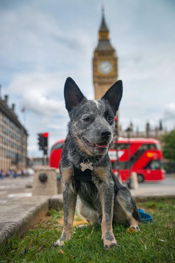 寵毛網／倫敦與牠的狗　攝影師幫愛犬紀錄牠在倫敦的足跡