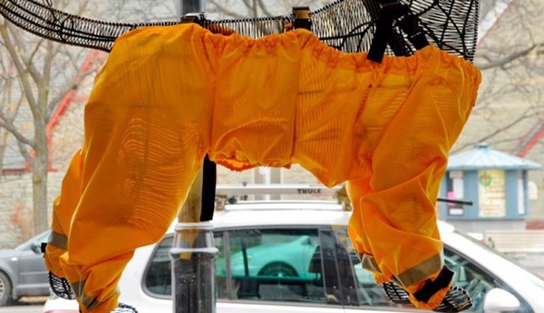 寵毛網／網路瘋傳的「狗狗的褲子該怎麼穿？」現在有解答了！