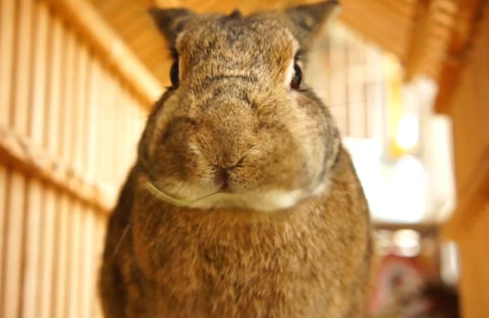 寵物兔5大牧草種類介紹幼兔成兔吃的草不盡相同 其它 Nownews今日新聞