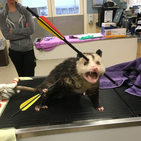 ▲負鼠身中兩箭，令人心疼不已。（圖／翻攝自《KTLA 5 News》）