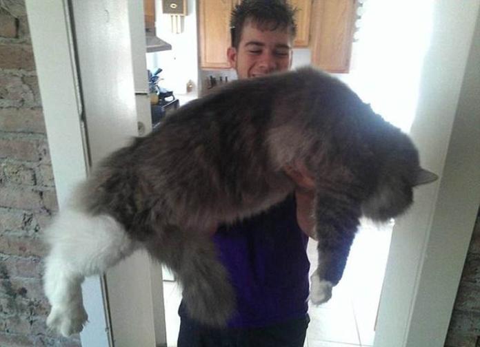 歐美網友們最近掀起一股分享家中巨型貓咪的風潮。