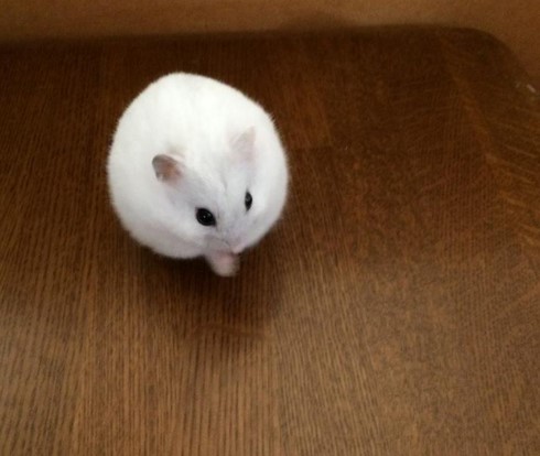 ▲你印象中的小倉鼠是什麼模樣呢？應該是像一顆球一樣圓滾滾的可愛模樣吧！（圖／翻攝自推特）