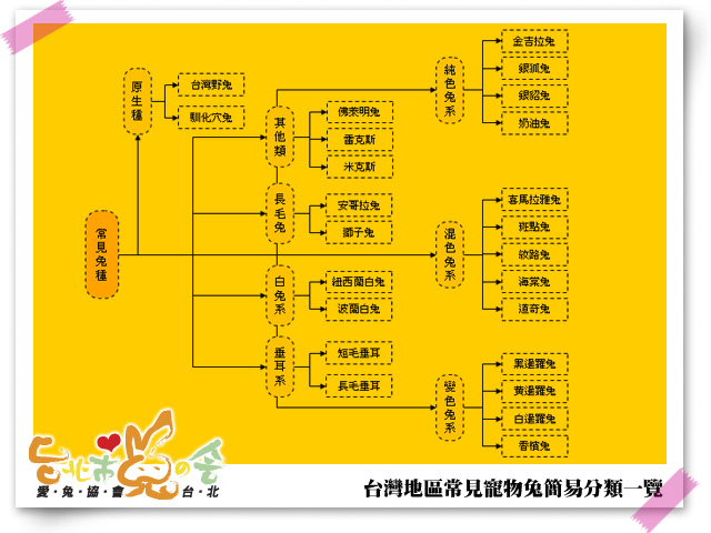 ▲台灣常見寵物兔的簡易分類。（圖／愛兔協會提供）