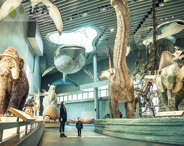 ▲上海自然博物館。