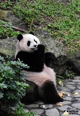 台北市立動物園29日表示,農曆新年即將到來,動物園依照慣例,在年前對園內環境大掃除,大貓熊「圓仔」也跟著忙進忙出,努力把保育員放置的竹葉、窩窩頭等食物通通放進肚子裡。(台北市立動物園提供)中央社記者顧荃傳真 105年1月29日