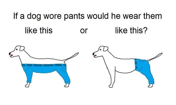 寵毛網／網路瘋傳的「狗狗的褲子該怎麼穿？」現在有解答了！