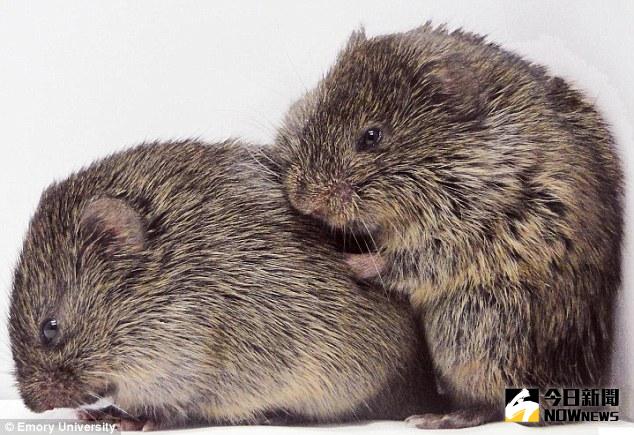 ▲研究：老鼠具有同情心，且會做出安慰行為。（圖／翻攝自《每日郵報》）