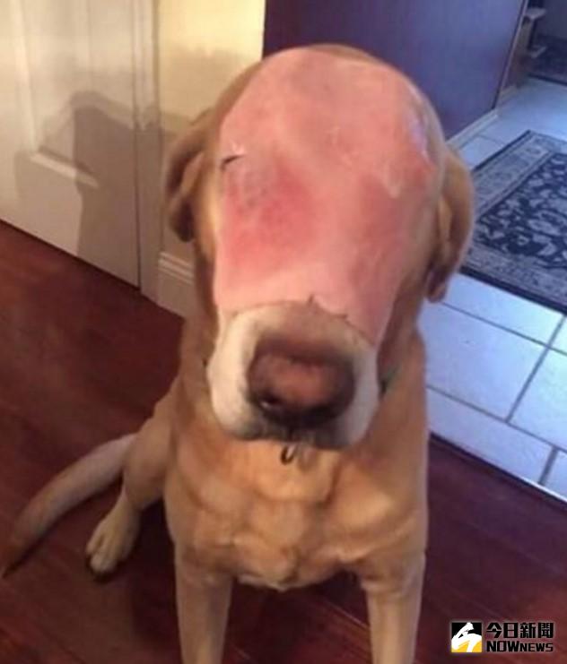 ▲美國一名臉書用戶貼出一張狗英雄的照片，指牠為了救家人遭燒傷毀容，但事實的真相是...。（圖／翻攝自huffingtonpost）