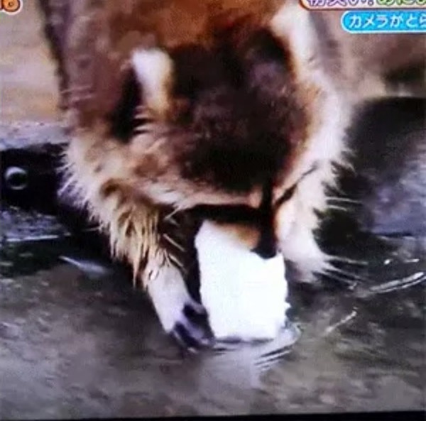 寵毛網／震驚！可愛浣熊超錯愕　手中的棉花糖一過水竟消失了