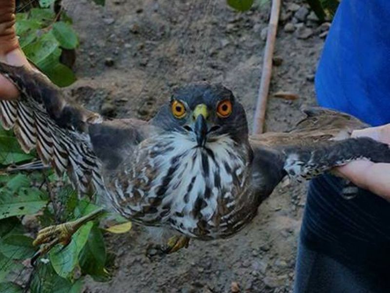 ▲林姓男子涉嫌獵捕珍貴稀有列為第二級保育的松雀鷹，被警方依違反野生動物保育法罪嫌移送法辦。〈圖／保七總隊第五大隊東勢分隊提供〉