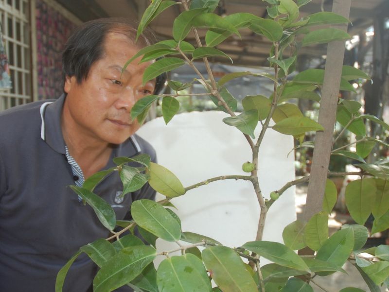 ▲湧椿茶花園栽植的「肯布卡」品種樹葡萄，已見開花結果。〈圖／記者黃玿琮攝〉