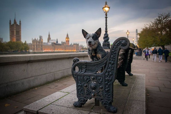 寵毛網／倫敦與牠的狗　攝影師幫愛犬紀錄牠在倫敦的足跡