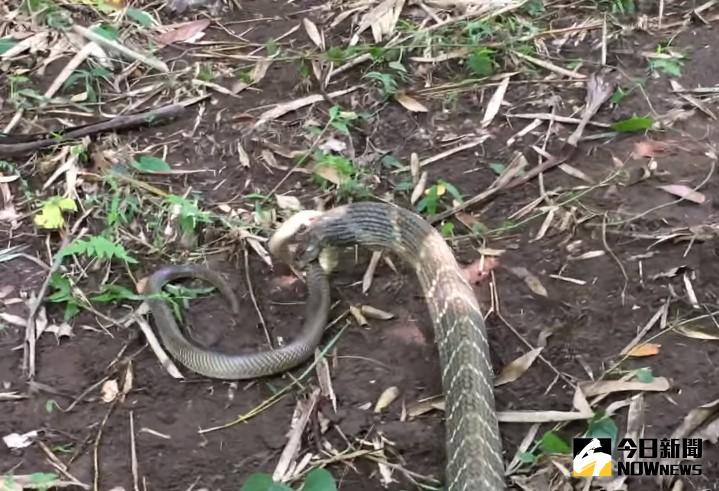 ▲峇里島有隻眼鏡王蛇正在對決射毒眼鏡蛇。（圖／翻攝自youtube）