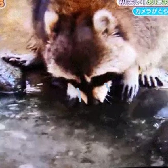 寵毛網／震驚！可愛浣熊超錯愕　手中的棉花糖一過水竟消失了