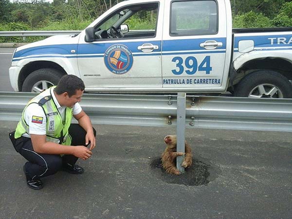 寵毛網／最可愛的救援行動　樹懶過馬路結果卡在路中緊抱護欄