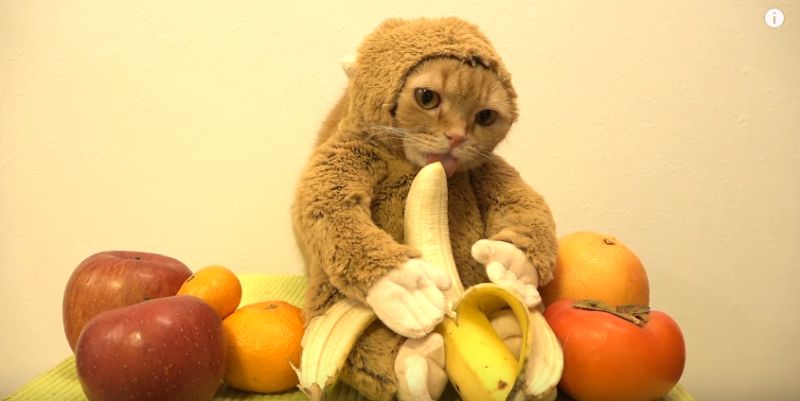 ▲為了迎接猴年，日本一名主人將愛貓穿上猴子裝。（圖／翻攝自YouTube）