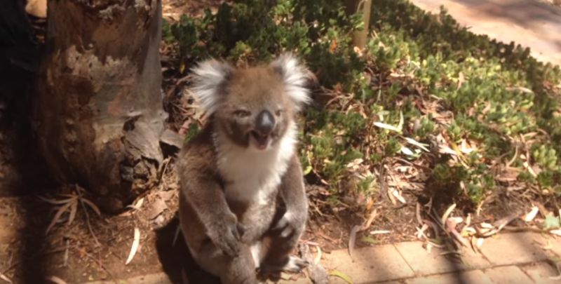 ▲無尾熊慘遭同伴推下樹，難過在一旁大哭。（圖／翻攝自YouTube）
