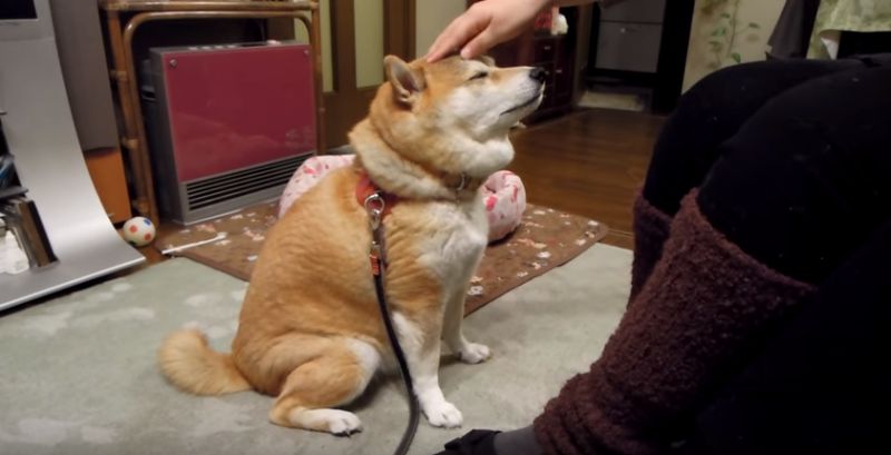 ▲柴犬拍拍主人的腳，想要討「摸頭」。（圖／翻攝自YouTube）