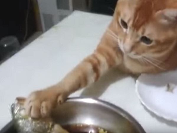 貪吃橘貓餐桌上伸出小偷手　不能吃摸摸也好？