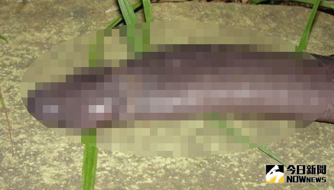 ▲世界無奇不有！英國爆有「陰莖蛇」。（圖／翻攝自網路）