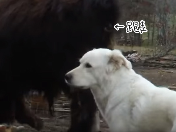 寵毛網/牧牛犬小狗與小牛聞聞舔舔交朋友 爸媽一旁嚴格監督