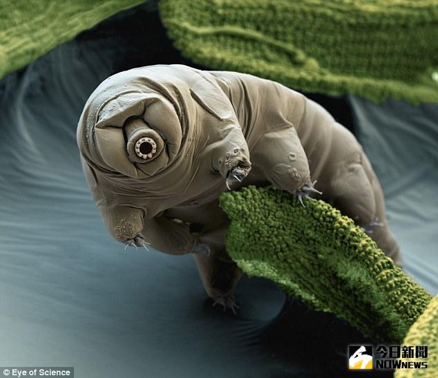 ▲水熊蟲。（圖／翻攝自《每日郵報》