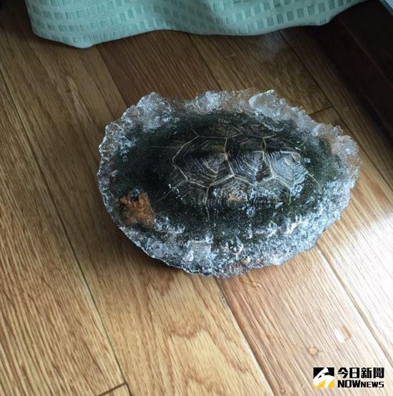 ▲日本網友貼出自家寵物烏龜結冰的照片。（圖／翻攝自推特）
