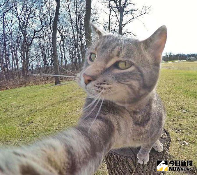 ▲曼尼（Manny）就是一隻愛自拍的貓咪，每次都跟主人搶著自拍，現在也成為網路紅貓。（圖／翻攝自Instagram）