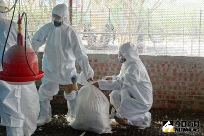 台南市柳營區1處種鵝飼養場驗出H5禽流感病毒陽性，28日執行撲殺清場，共撲殺2443隻，並進行全場噴霧消毒作業。（台南市動物防疫保護處提供）中央社記者楊思瑞台南傳真　105年2月28日