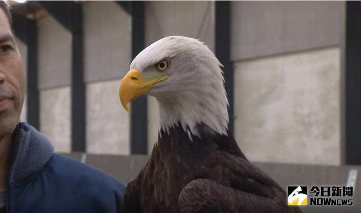 ▲荷蘭國家警察決定與位於海牙的猛禽訓練保全公司合作，用老鷹解決無人機氾濫的問題。（圖／翻攝自Youtube）