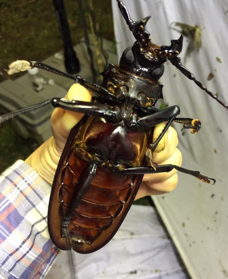 ▲日本一名昆蟲學家在南美洲採集蛾類標本時，抓到一隻巨型甲蟲。（圖／翻攝自推特）