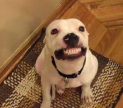 ▲赫伯特一聽到有人喊「say cheese」，就會立刻露齒大笑。（圖／翻攝自臉書）