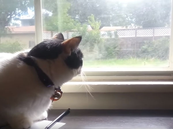 寵毛網／貓咪悶悶望窗外　原來外面有牠最愛的東西呀