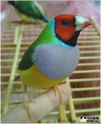 ▲胡錦鳥。（圖／翻攝自網路）