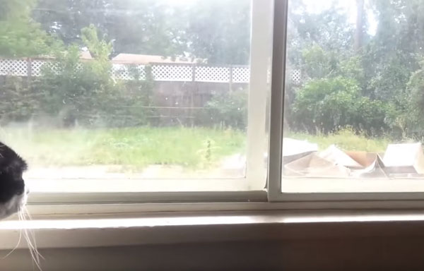 寵毛網／貓咪悶悶望窗外　原來外面有牠最愛的東西呀