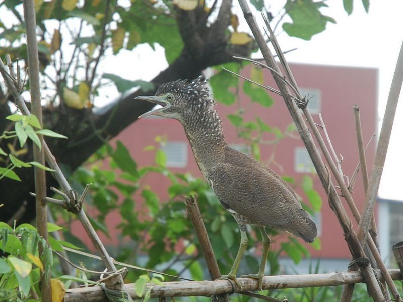 ▲黑冠麻鷺、夜鷹等鳥類的夜間求偶叫聲，造成部分民眾的困擾。〈圖／記者黃玿琮攝〉