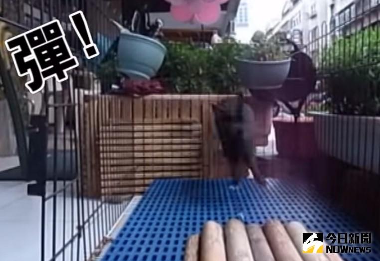 ▲兔兔開心跳兔子舞。（圖／翻攝自愛兔協會）