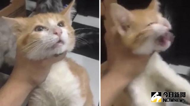 ▲泰國一名男子竟因為女友不接電話，氣而掐貓咪脖子洩恨。（圖／翻攝自《椰子網》）